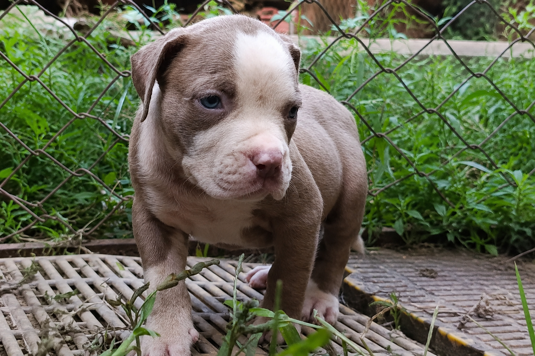 The Complete Guide to Pitbulls (2026) | Pitbull Hub