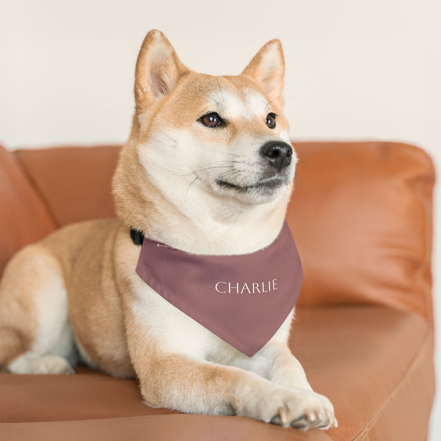 (TEST) Personalized Pet Bandana Collar - Custom Name Dog & Cat Accessory (Charlie)