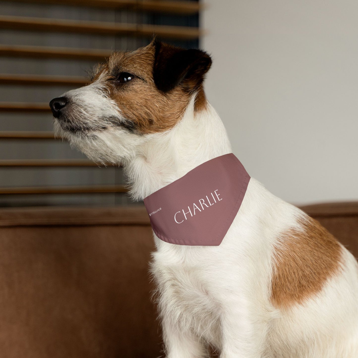 (TEST) Personalized Pet Bandana Collar - Custom Name Dog & Cat Accessory (Charlie)