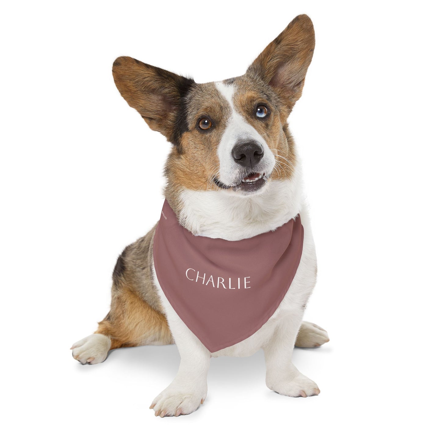 (TEST) Personalized Pet Bandana Collar - Custom Name Dog & Cat Accessory (Charlie)